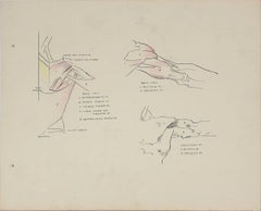 Details of the Human Shoulder 1951 Ink & Graphite