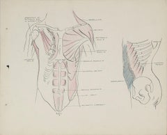 Academic Study - Musculature of the Torso 1950s Ink, Graphite & Colored Pencil