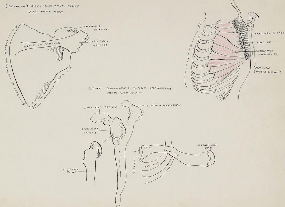 Academic Skeletal Study 1950s Mixed Media on Paper - Art by Dellard Cassity