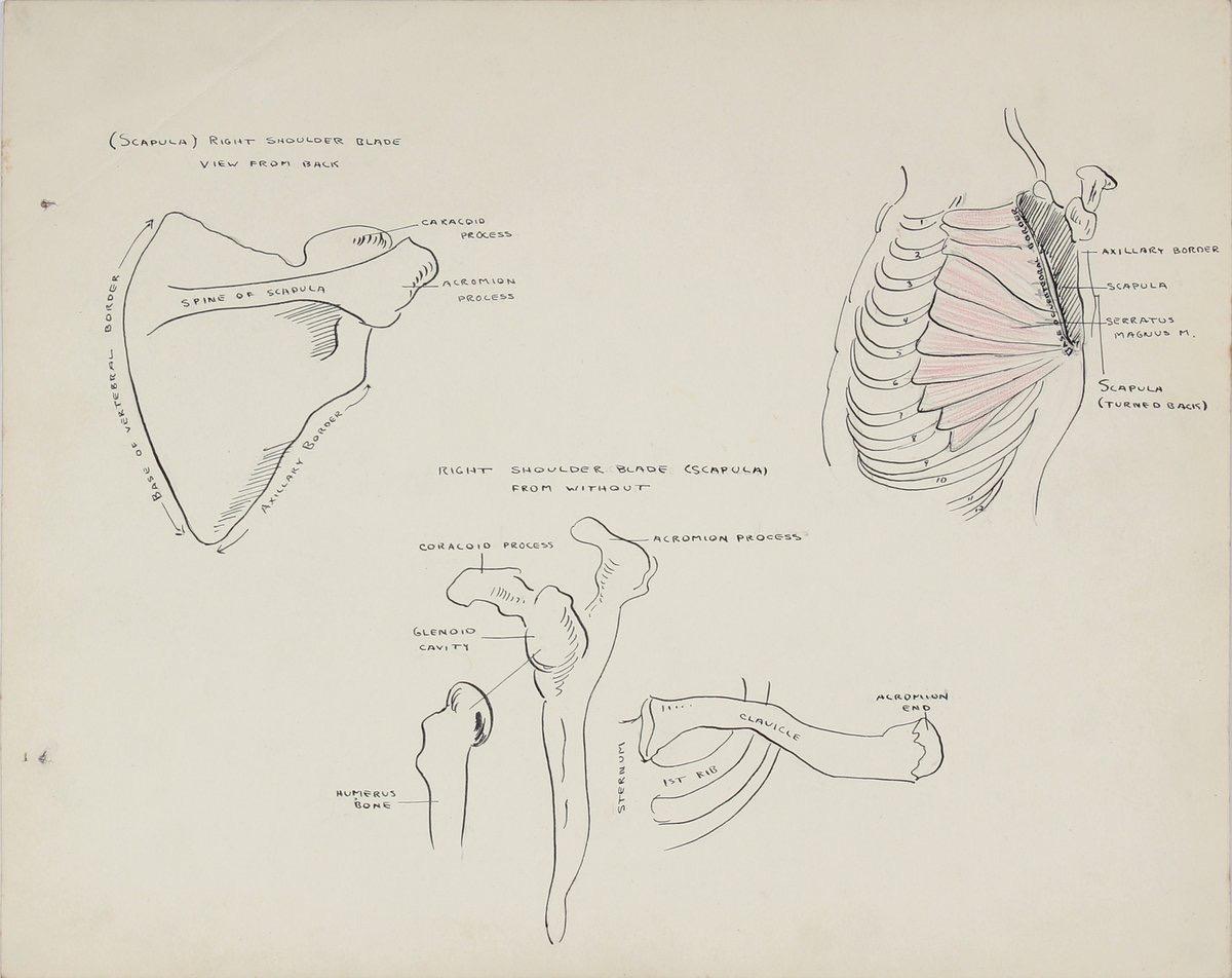 Academic Skeletal Study 1950s Mixed Media on Paper