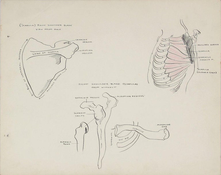 Dellard Cassity Figurative Art - Academic Skeletal Study 1950s Mixed Media on Paper
