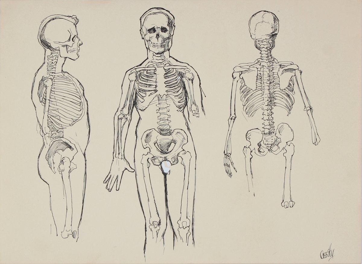 Dellard Cassity Still-Life - Anatomical Skeleton Study 1950s Ink