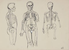 Anatomical Skeleton Study 1950s Ink
