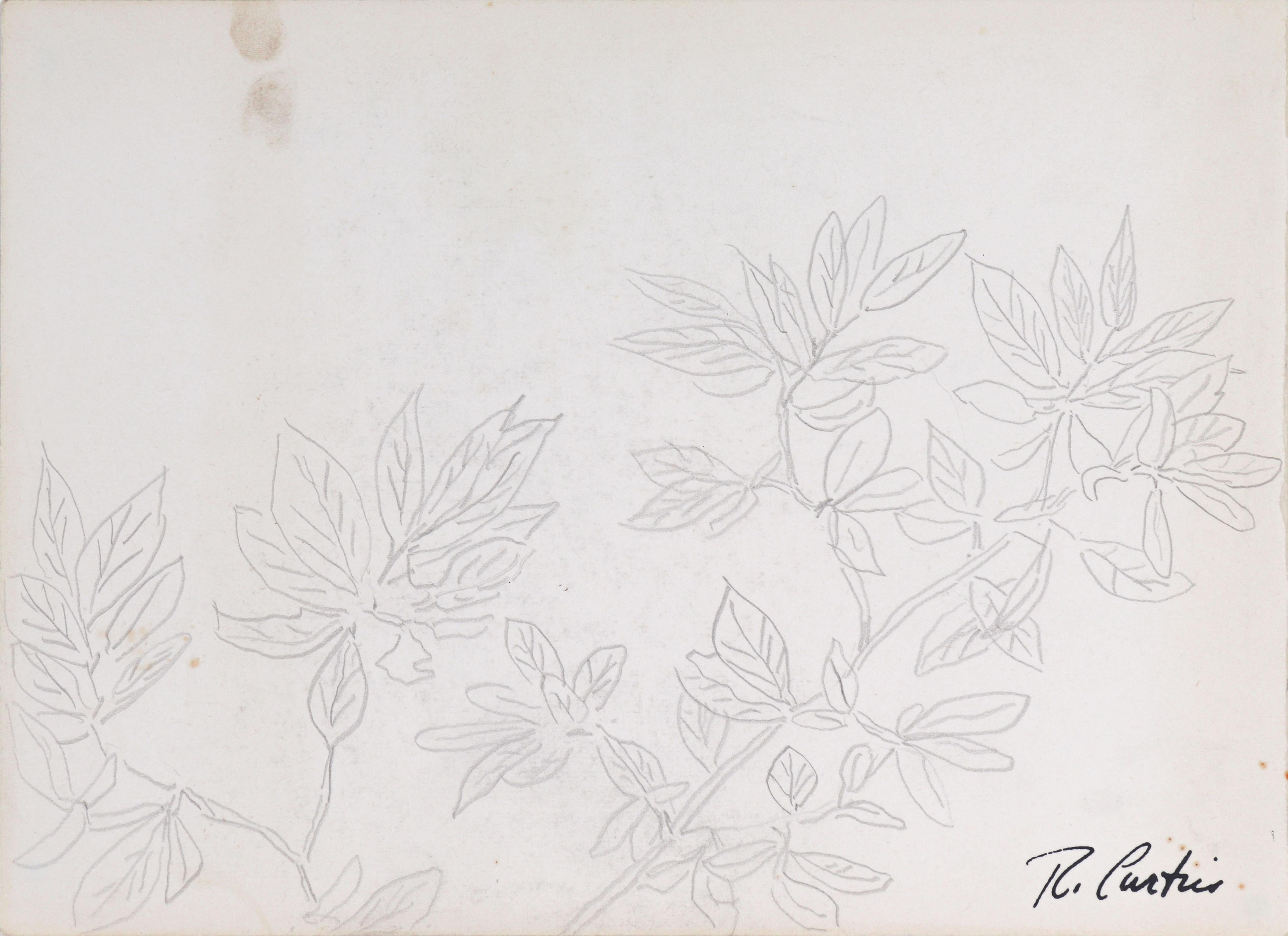 Ross Curtis Still-Life - Simple Botanical Drawing Mid Century Graphite