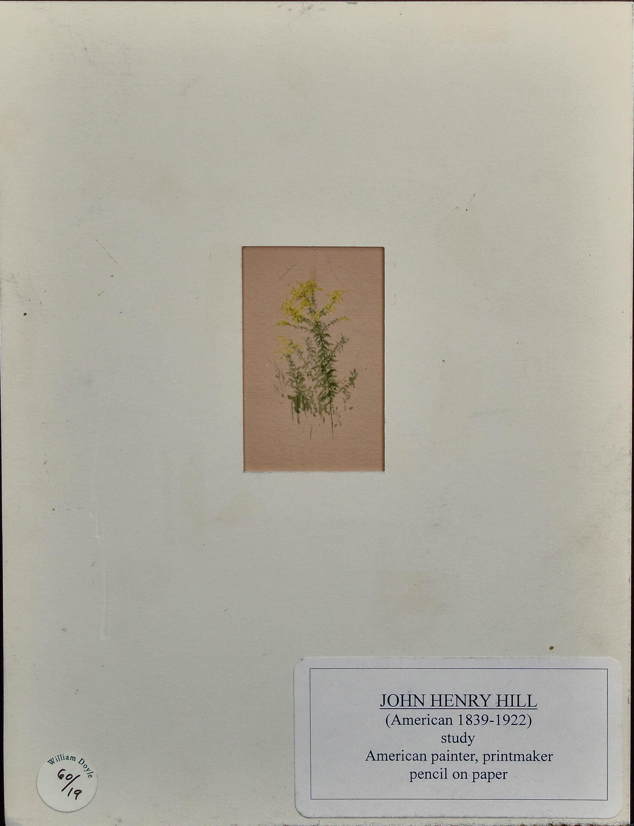 "Study of Yellow Flowers" Watercolor and Graphite/Paper. American PreRaphaelite - Art by John Henry Hill