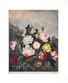 Roses (after Thornton's Temple of Flora)