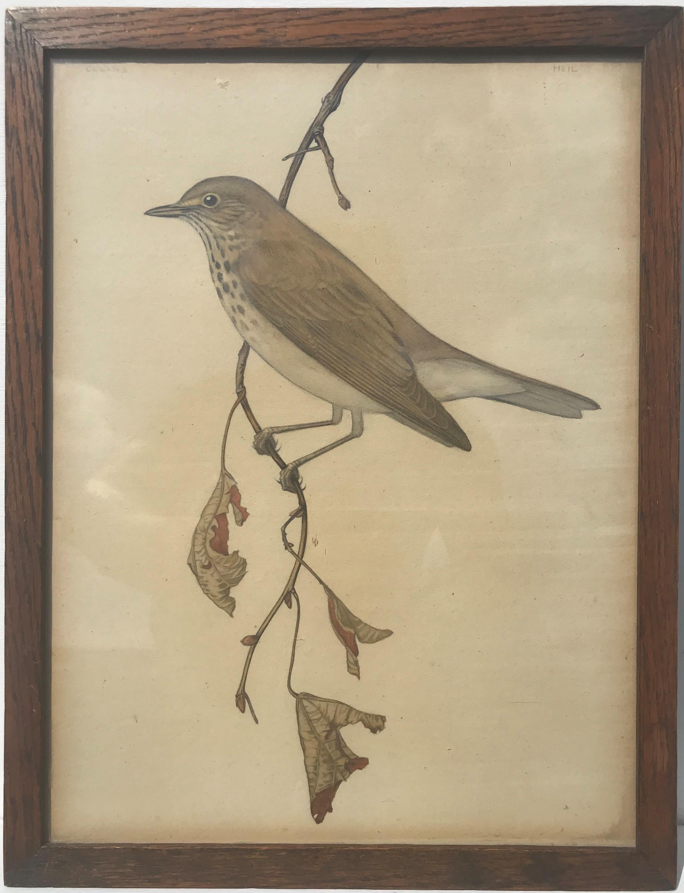 Study of a Songthrush, Watercolour on paper, American artist, circa 1920