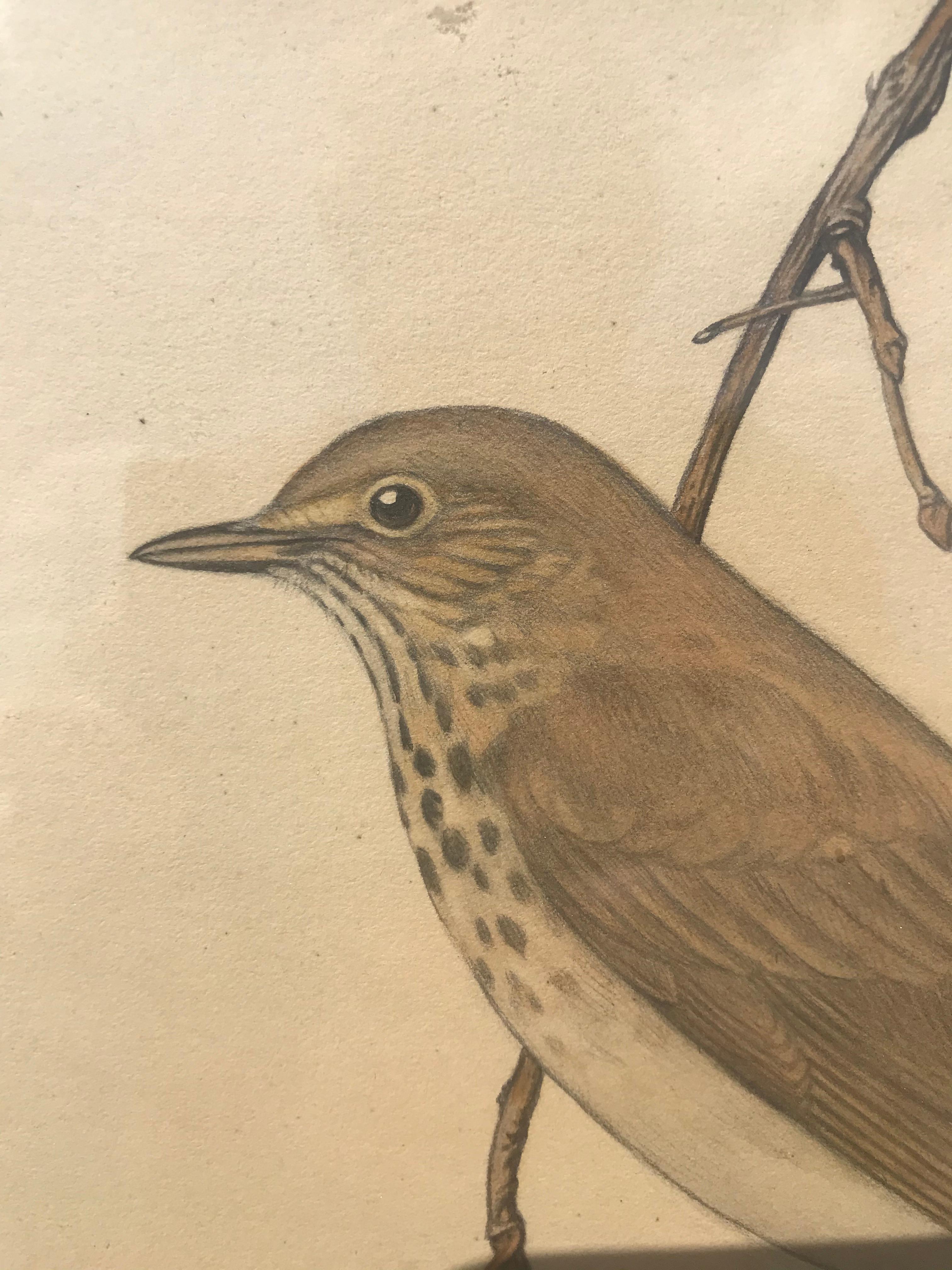 Study of a Songthrush, Watercolour on paper, American artist, circa 1920 - Art by Charles E. Heil