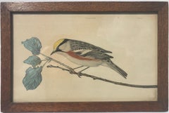 Study of a Chestnut-Sided Warbler, Watercolour on paper, American, circa 1920