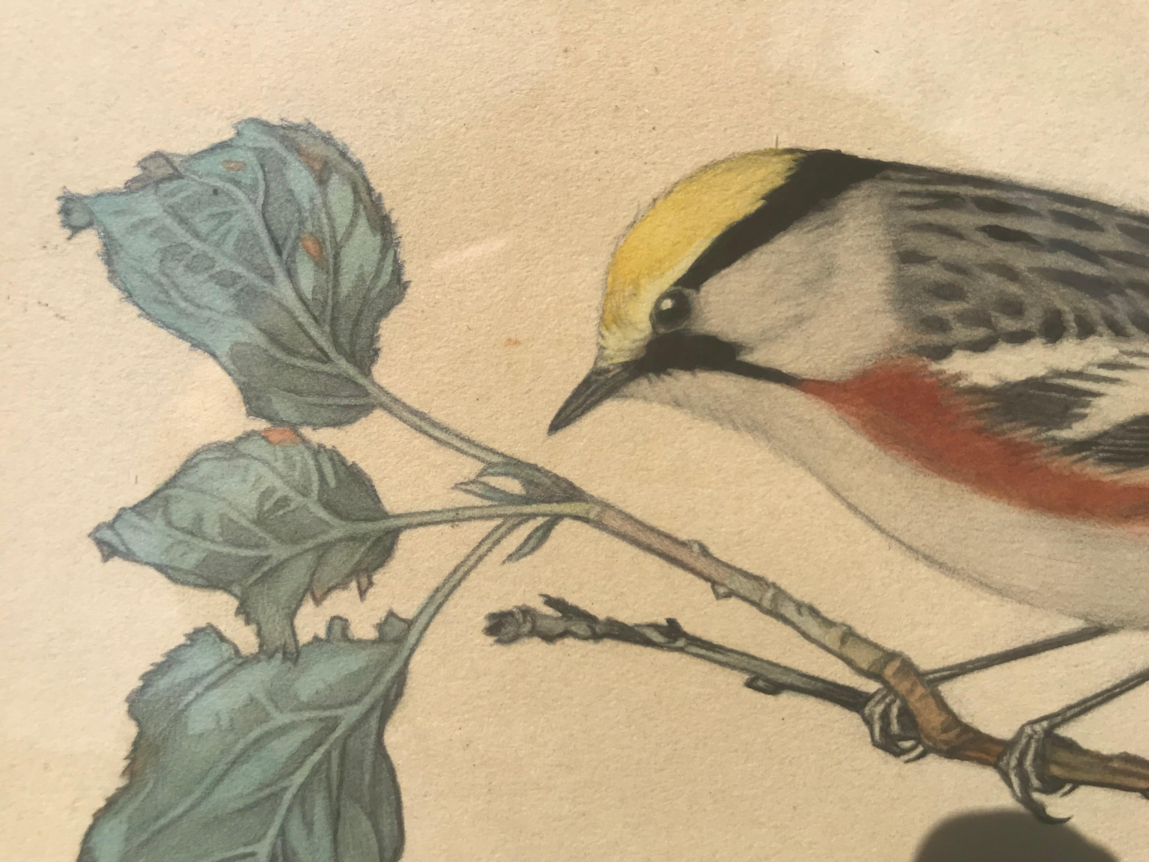 Study of a Chestnut-Sided Warbler, Watercolour on paper, American, circa 1920 - Art by Charles E. Heil