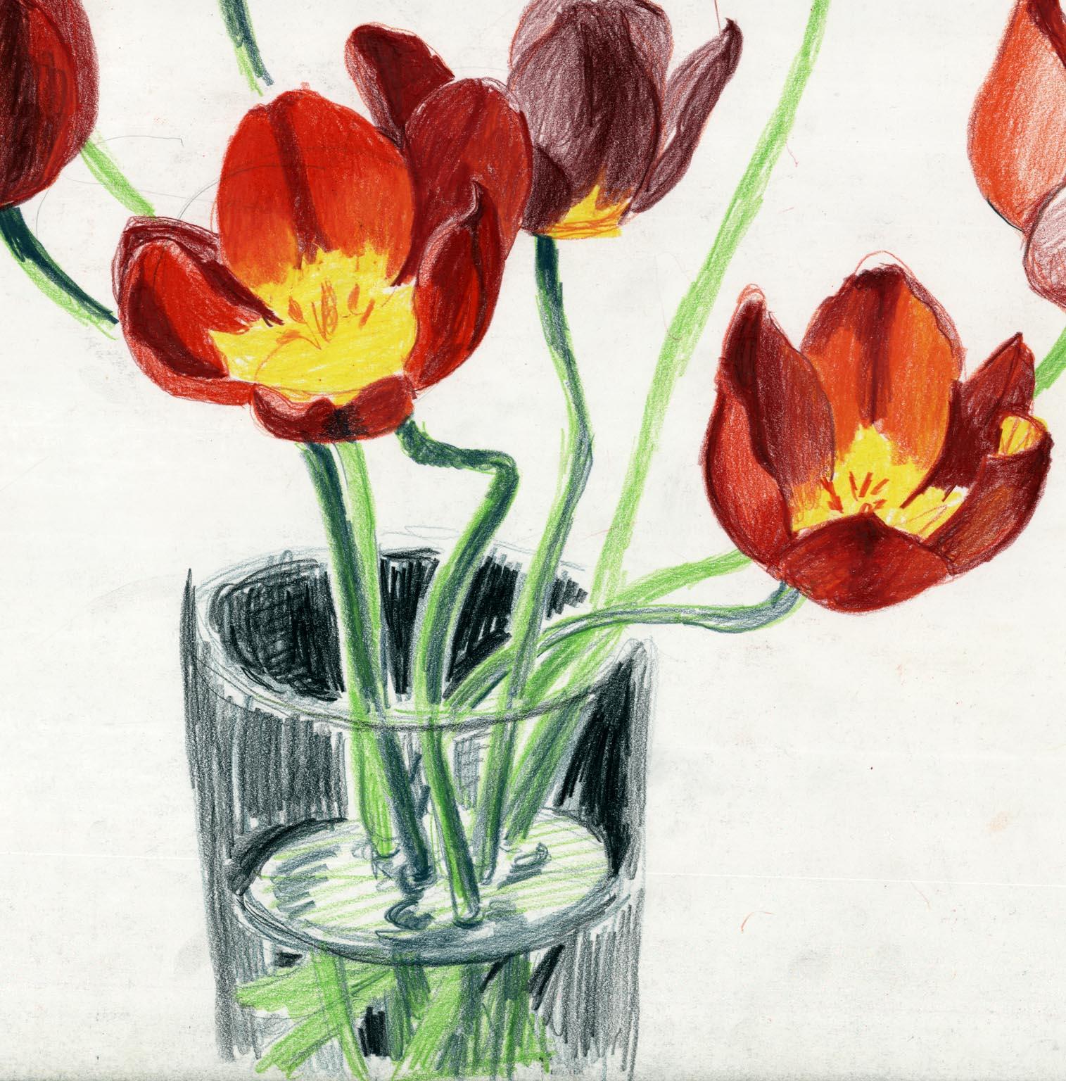 red tulips drawing