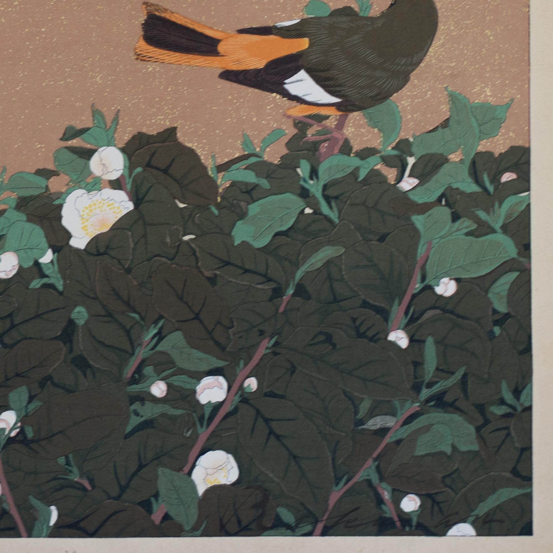 Tea Flowers and Daurian Redstarts (Winter) (Cha no hana ni hitaki fuyu). Two native redstarts with beautiful orange plumage perch on white tea flowers. The bird on the left is the male and the one on the right is the female. They are posed with  the