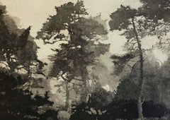 Foggy Pines