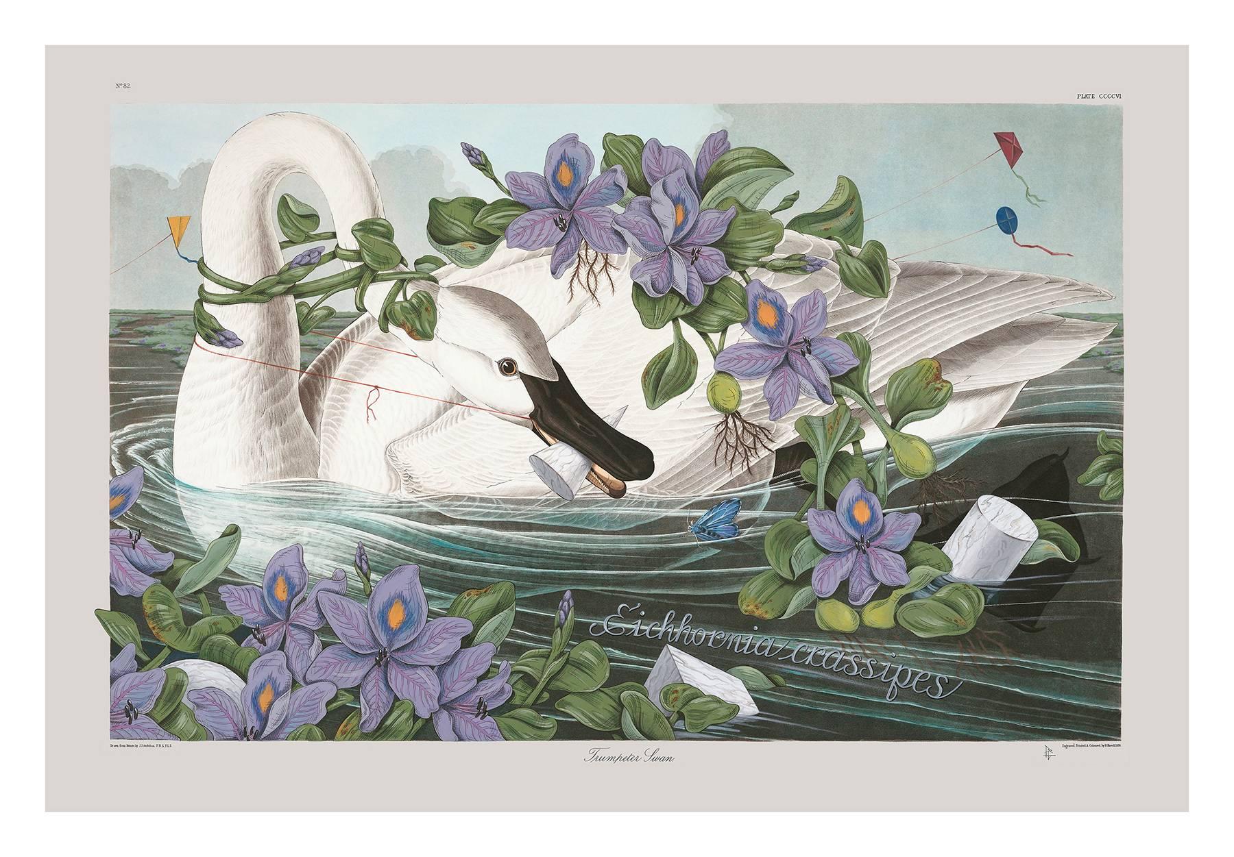 Penelope Gottlieb Animal Art - Eichhoriana Crassipes (Swan)