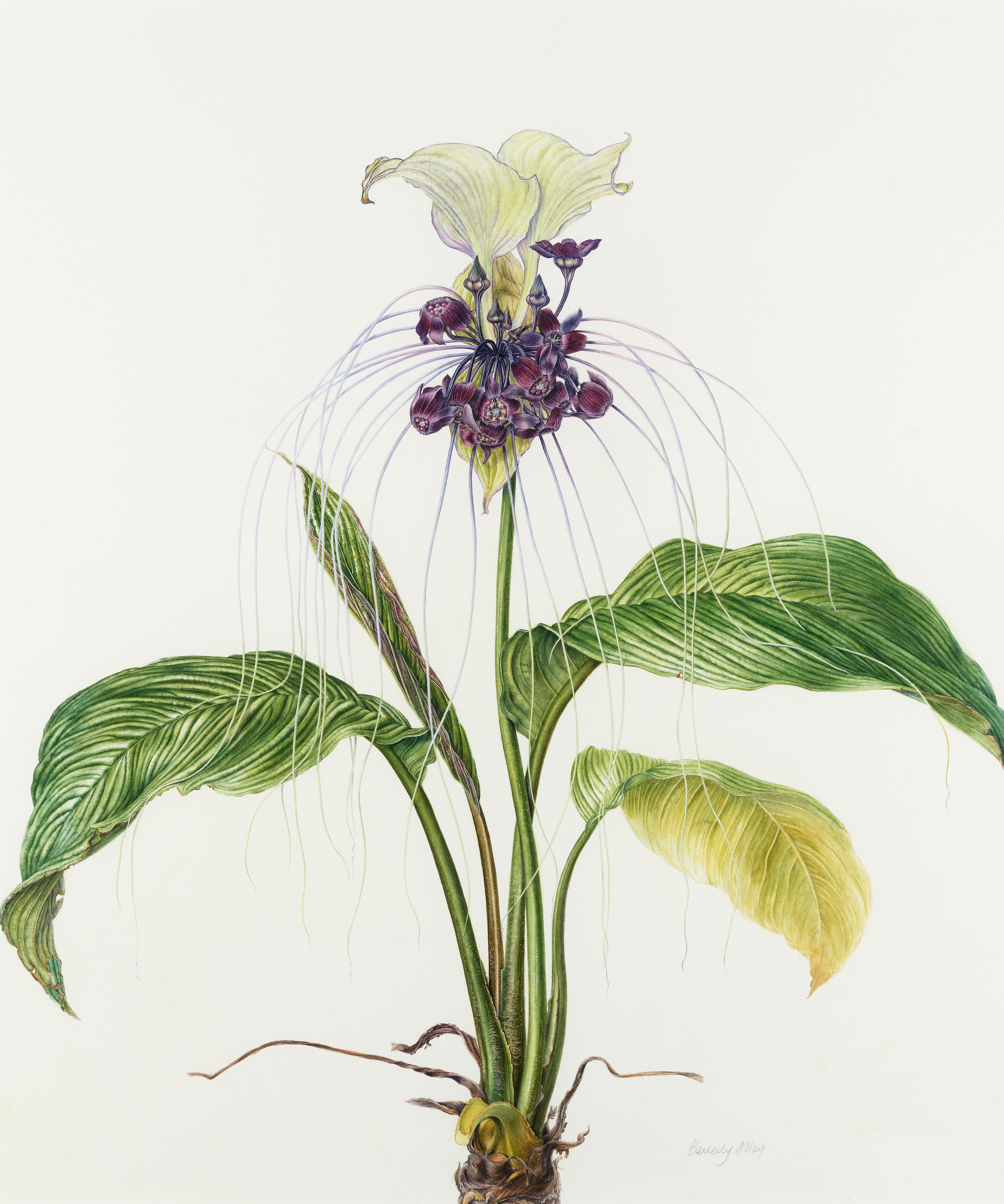 Beverly Allen Figurative Art -  White bat flower - 'Tacca integrifolia��’