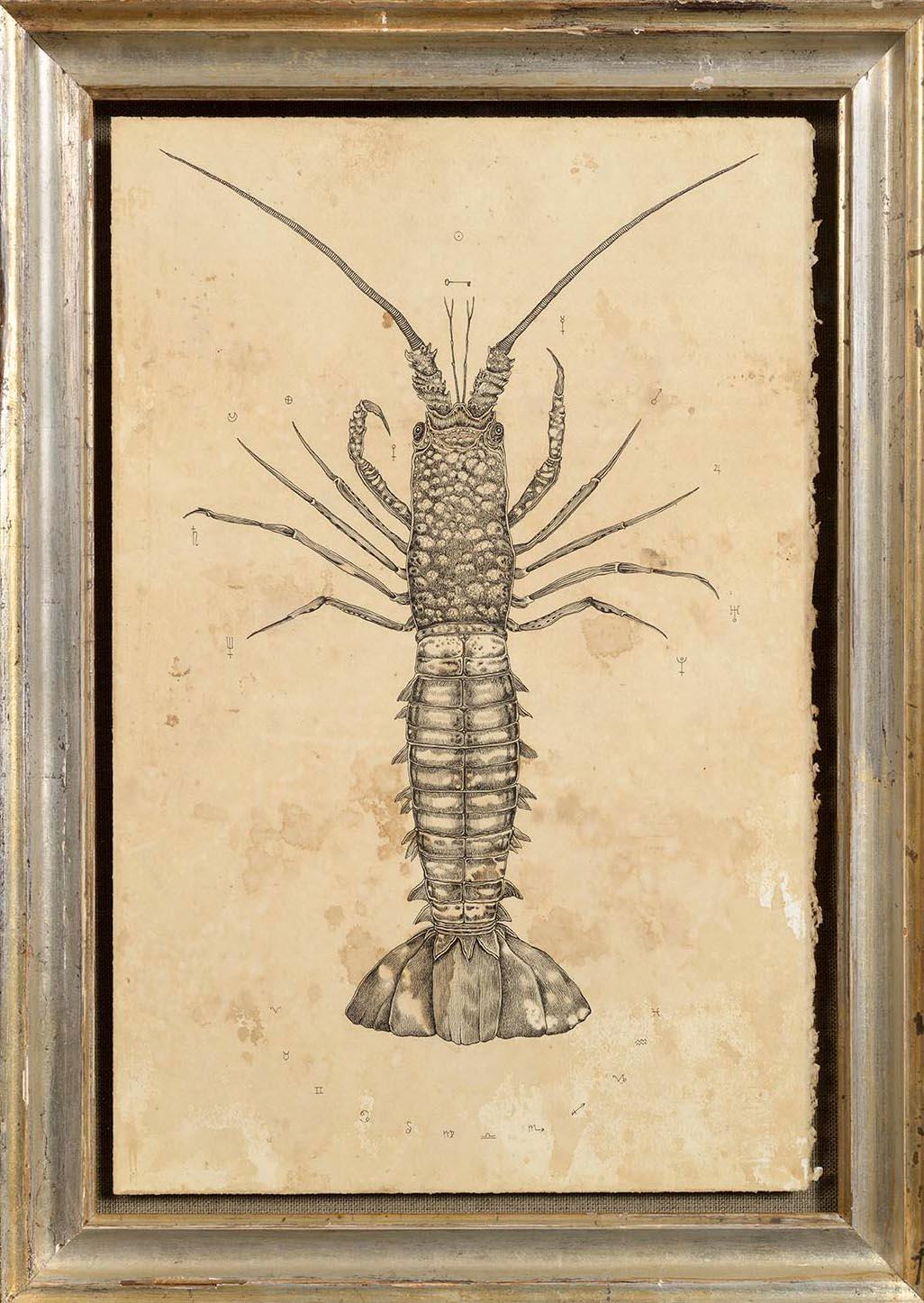 Andrea Collesano Animal Art - Immersionem