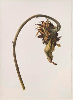 Common Sunflower, (Helianthus annus)