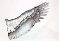 California Condor Feather: Left Wing