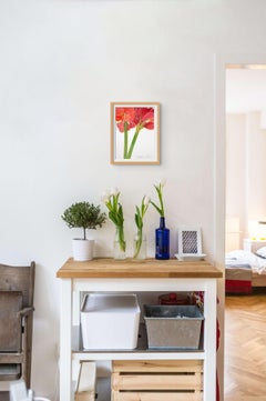 Estudio sobre la Amarilis n.º 1