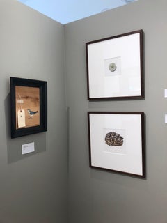 African Leopard Tortoise / acrylic and ink framed in walnut