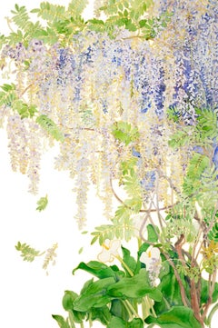Wisteria