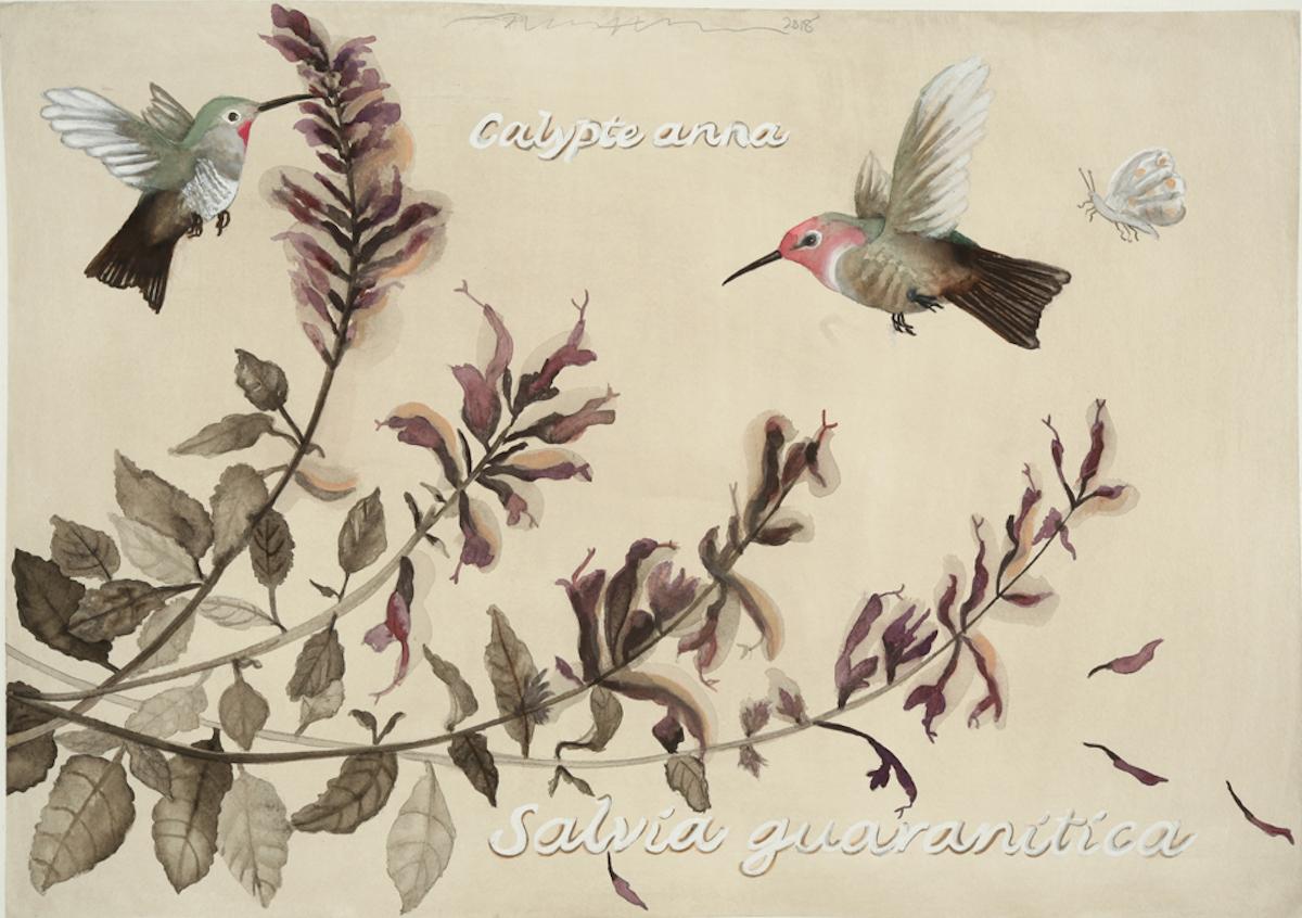 Hummingbirds and Salvia: Lafayette Park / botanisches Aquarell