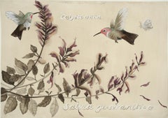 Colibríes y Salvia: Parque Lafayette / acuarela botánica