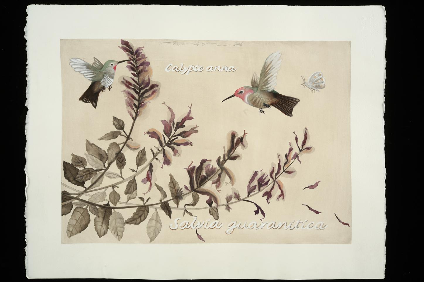 Hummingbirds and Salvia: Lafayette Park / botanisches Aquarell – Art von Adrienne Sherman
