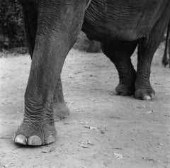 Elfenbeinfarbener Elefant - Limitierte Auflage - Übergröße Druck