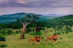 Out of Print Used Color Photograph Signed Before the Storm, Lions Photo Kenya