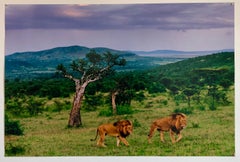 Out of Print Vintage Color Photograph Signed Before the Storm, Lions Photo Kenya