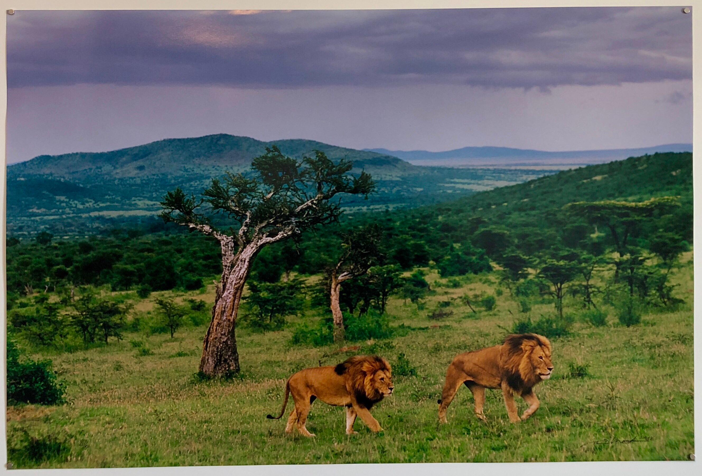 Before the Storm - Lions
Maasai Mara, Kenya
Limited Edition of 950  Artist Proof 95 (SOLD OUT, out of print rare edition)
With rain threatening in the distance, male lions search for the rest of the pride. The dramatic landscape of Maasai Mara,