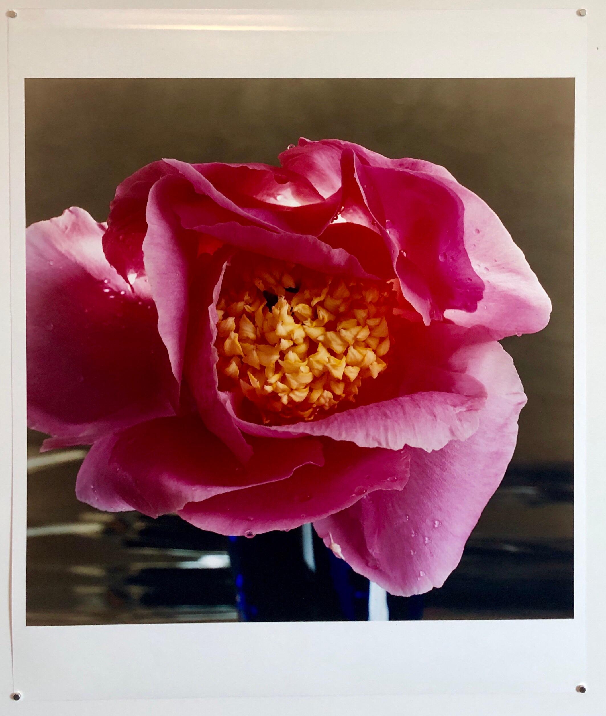 A Bientot, closeup of flower. The Tappen House, Little Compton, RI (Rhode Island). Hand signed and numbered. small edition of 15 (these are on Kodak 
Moody photos of a summer vacation house at the beach.  

Peter C. Jones is a fine art photographer,