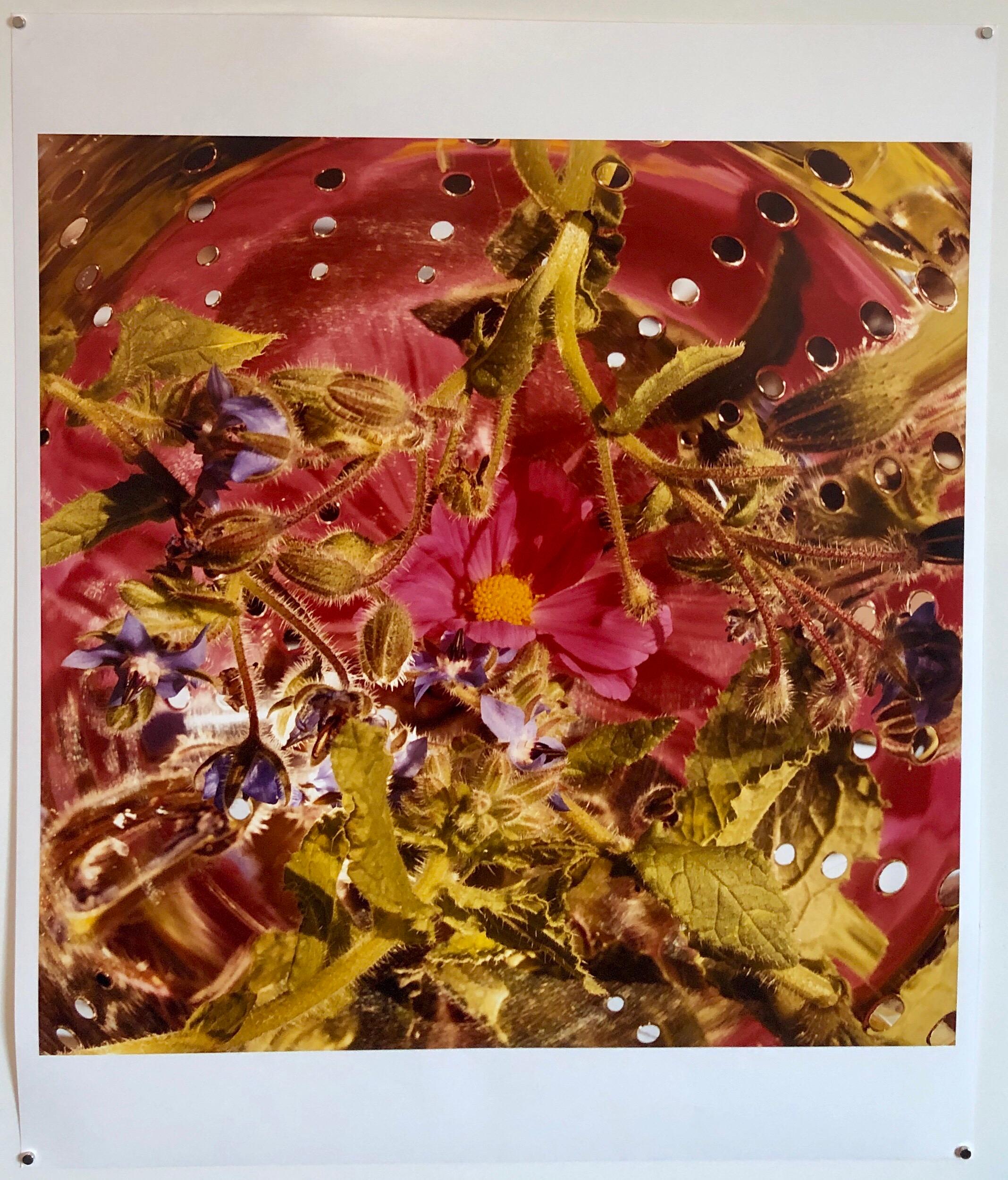 Conundrum, Floral Large Format Photo 24X20 Color Photograph Beach House RI 1