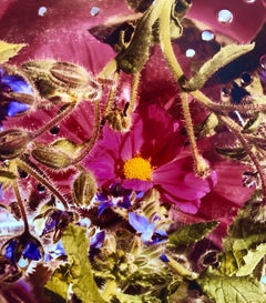 Conundrum, Floral Large Format Photo 24X20 Color Photograph Beach House RI