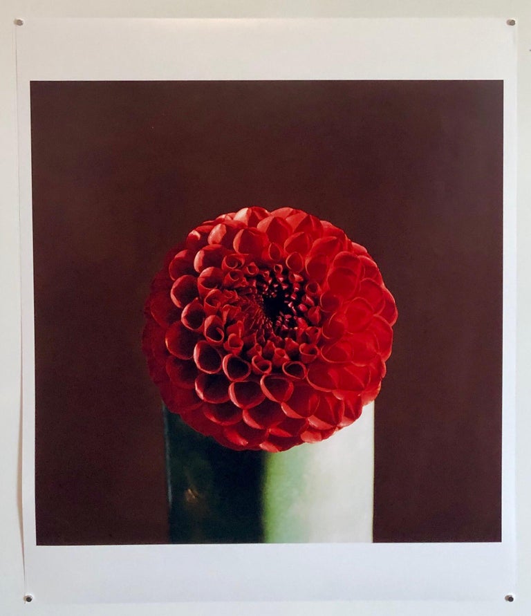 Red Dahlia Flower Large Format Photo 24X20 Color Photograph Beach House RI For Sale 4