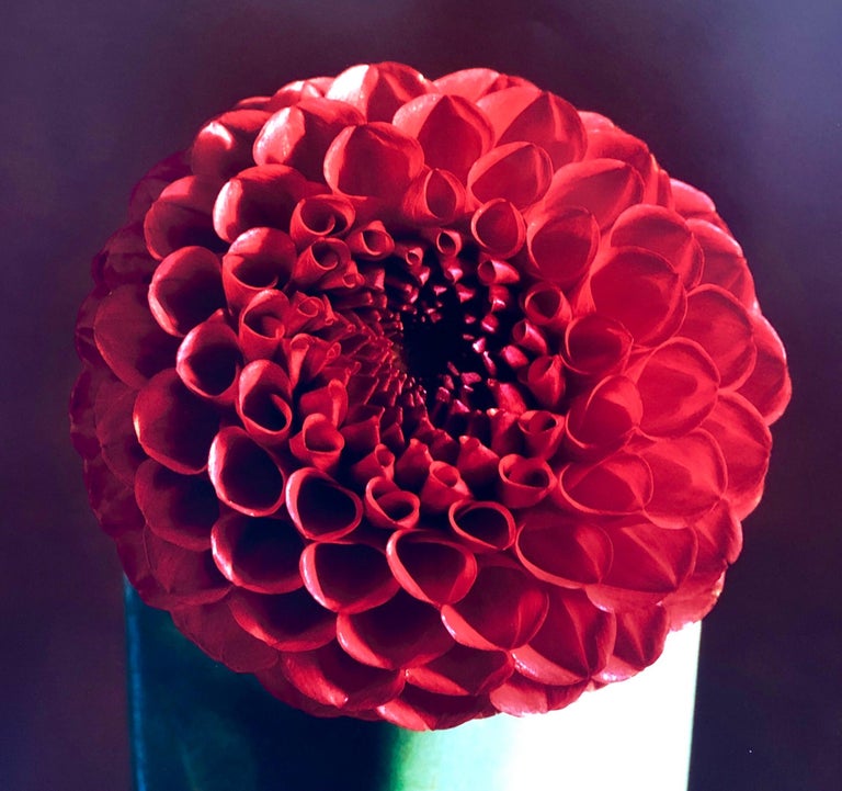 Red Dahlia Flower Large Format Photo 24X20 Color Photograph Beach House RI For Sale 1