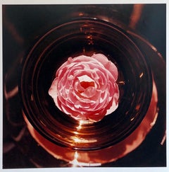 Scepter'd Isle Rose Large Format Flower Photo 24X20 Color Photograph Beach House