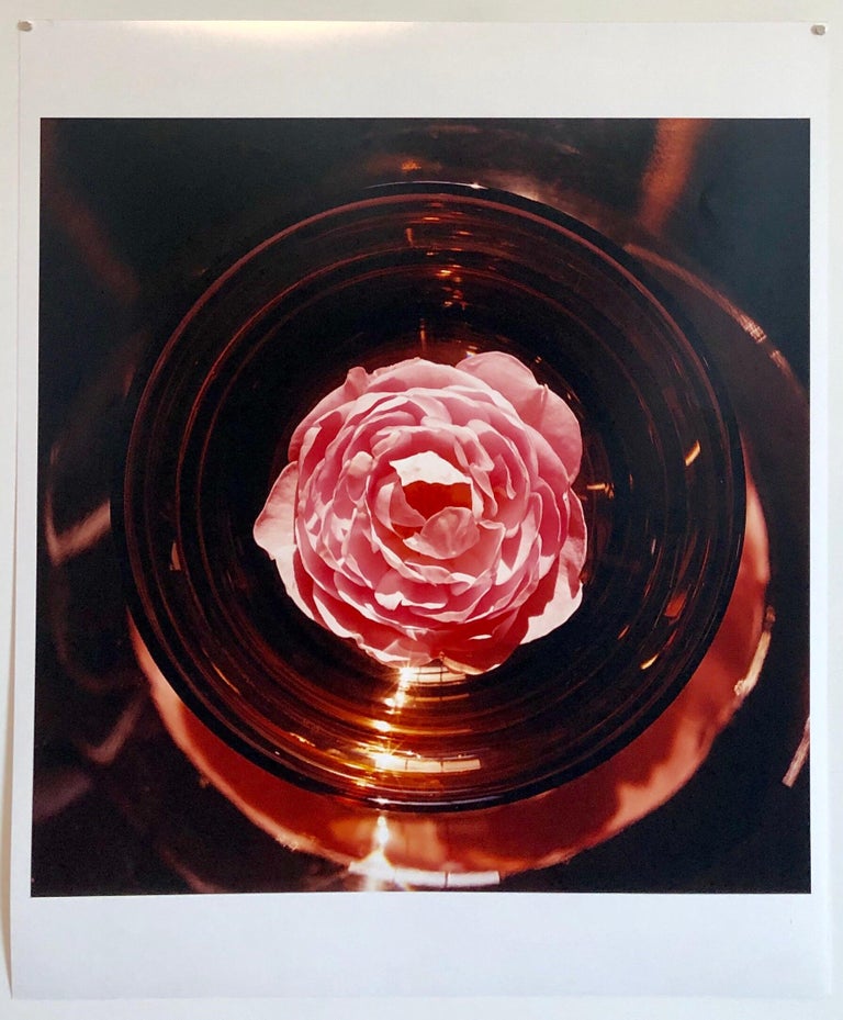 Scepter'd Isle Rose Large Format Flower Photo 24X20 Color Photograph Beach House For Sale 2