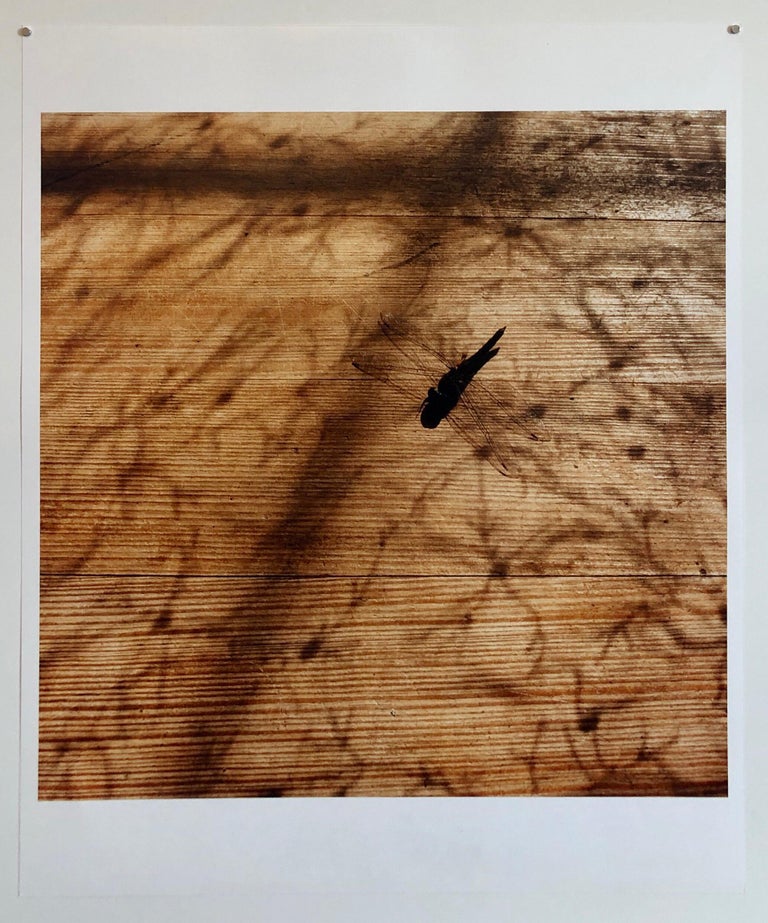 Dragonfly, Large Format Photo 24X20 Color Photograph Beach House For Sale 2