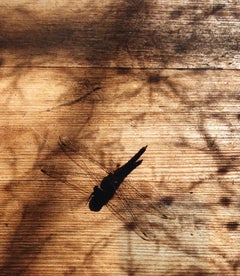 Dragonfly, Large Format Photo 24X20 Color Photograph Beach House