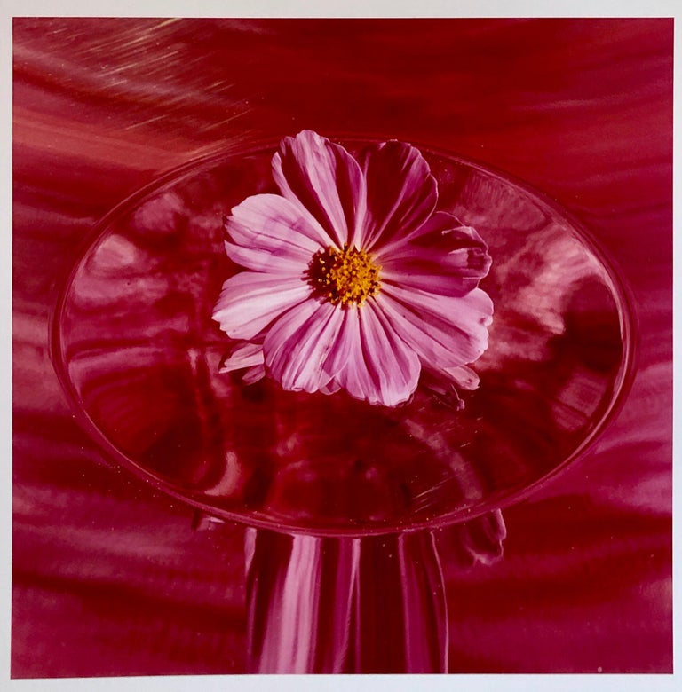 Peter C. Jones  Still-Life Photograph - Pink Cosmo, Large Format Photo 24X20 Color Photograph Beach House
