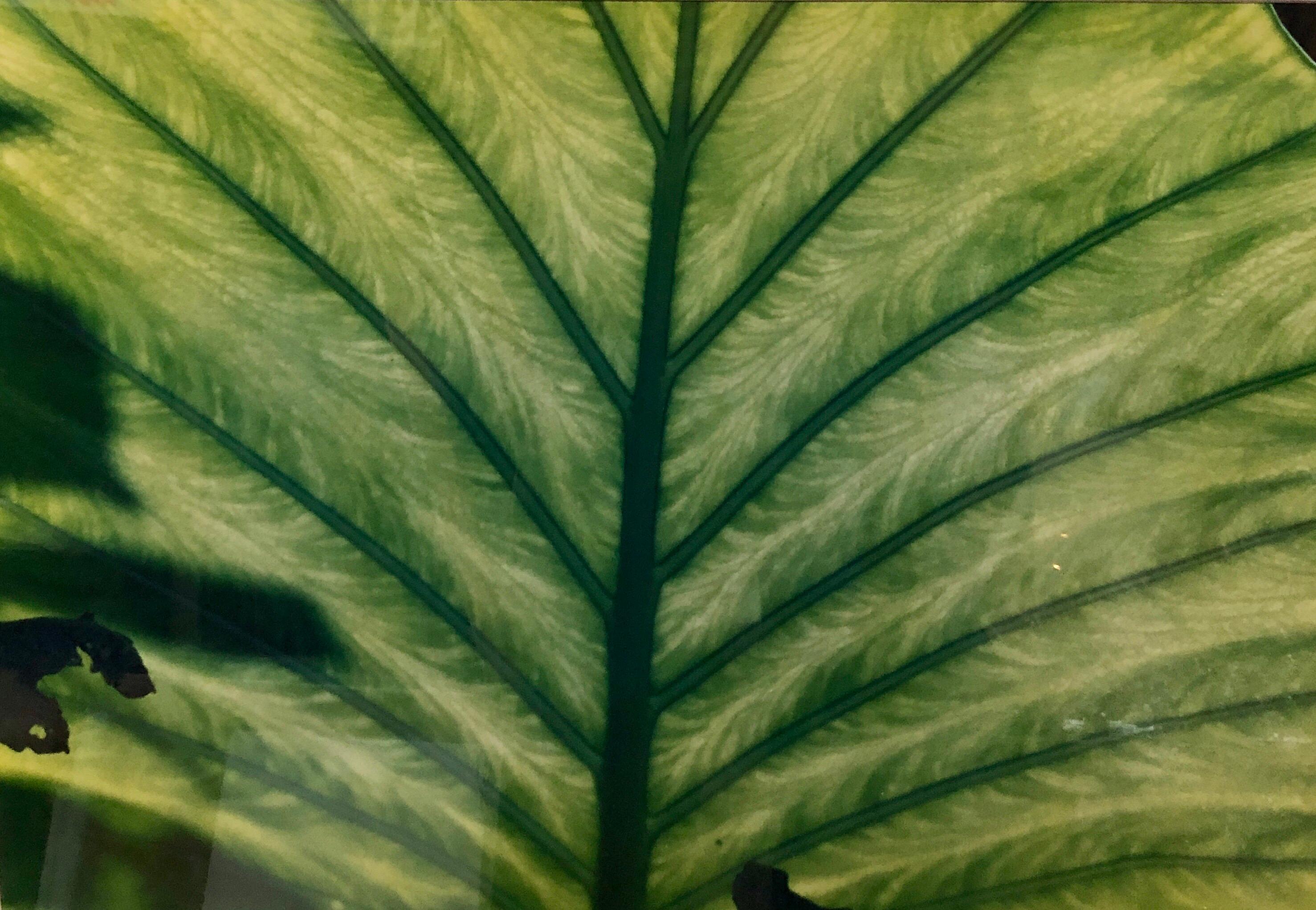 Luminous Leaf Color Photo C Print Foliage Vintage Plant Photograph Evelyn Lauder 2