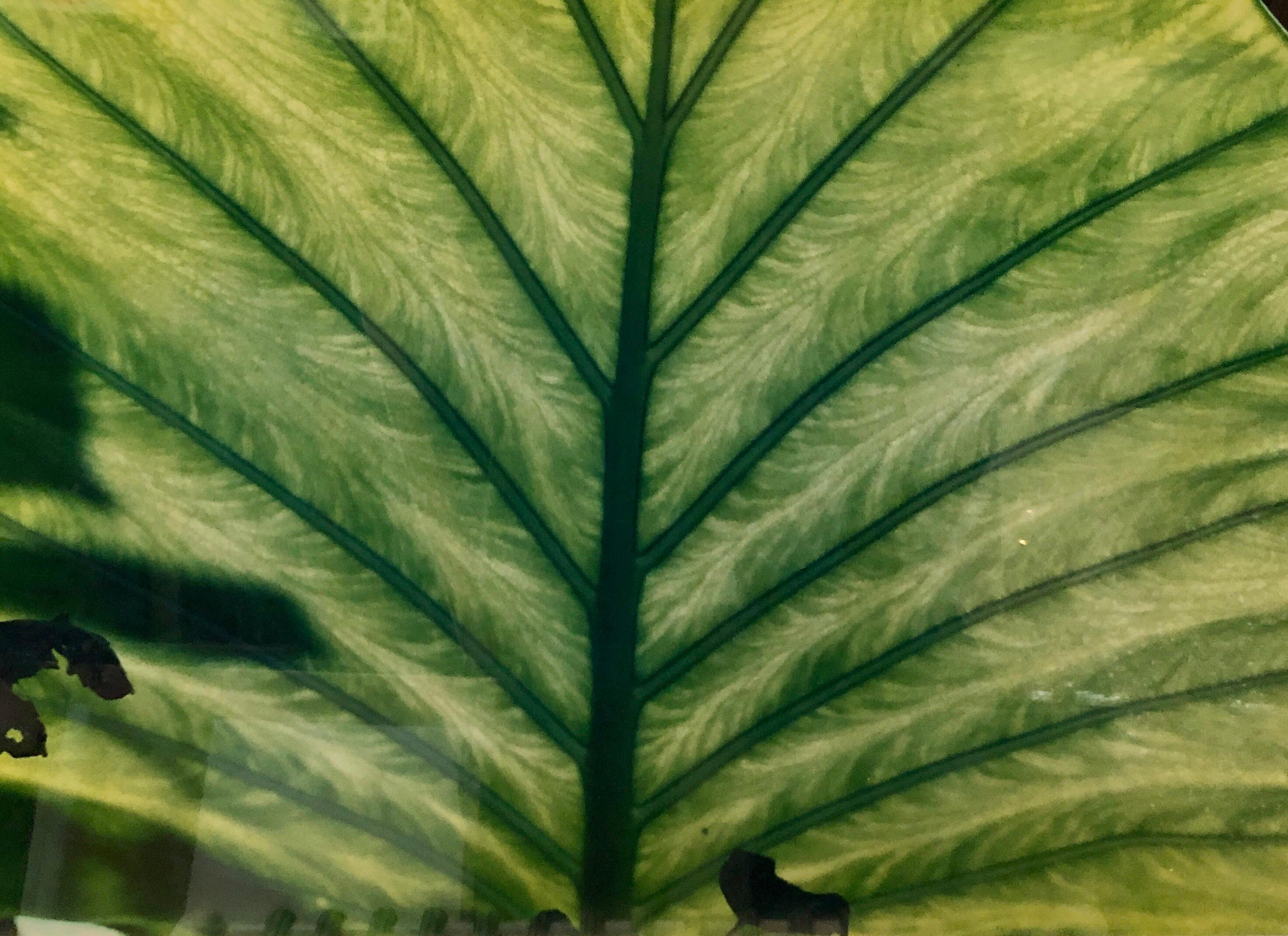 Luminous Leaf Color Photo C Print Foliage Vintage Plant Photograph Evelyn Lauder 3