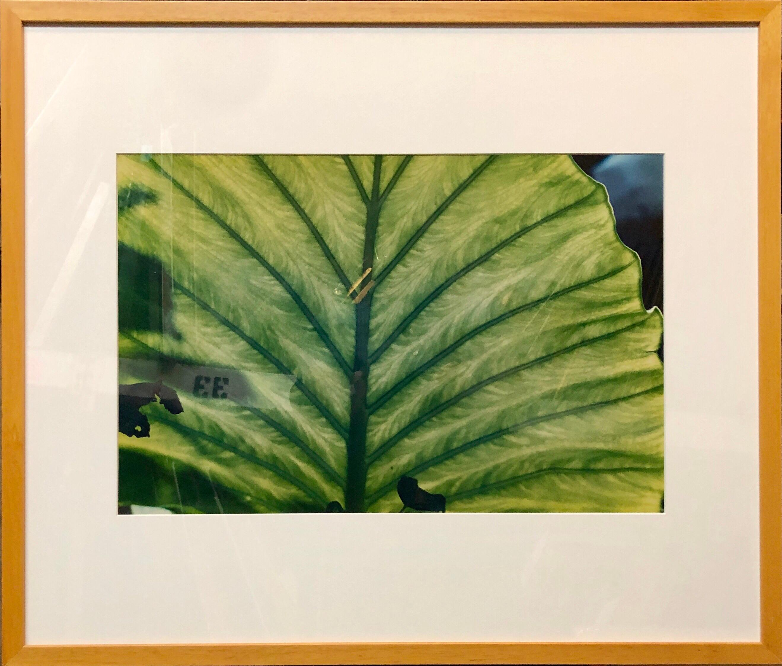 Luminous Leaf Color Photo C Print Foliage Vintage Plant Photograph Evelyn Lauder 4