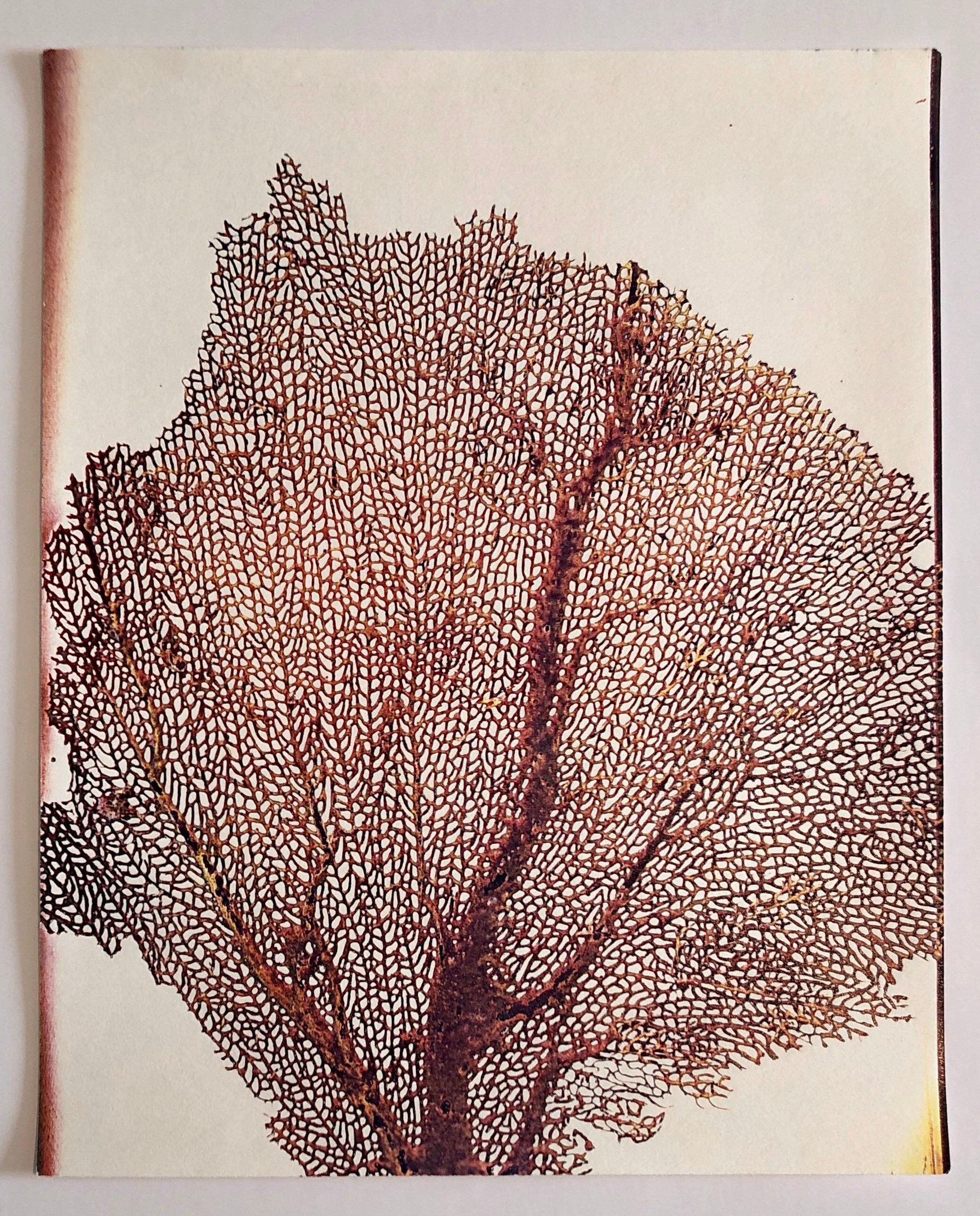 SEASONS (1981)
This is for the single print listed here. (not the outside folder or title sheet)
Title: Sea Fan. This one is hand signed and dated verso.
Seasons explores the seasons of Man, Woman, Child, Civilization, Nature and Technology. First