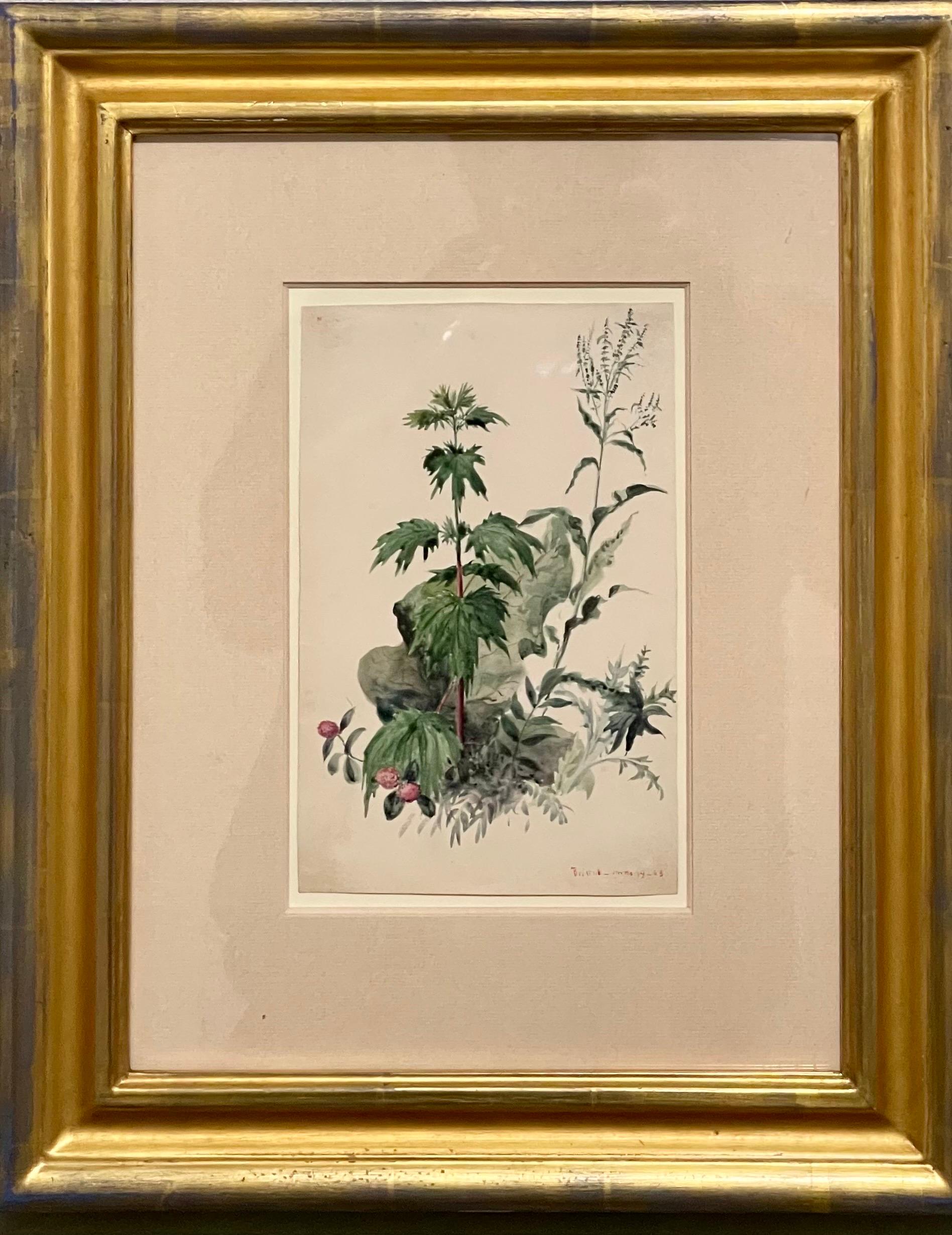 Plantas, Bristol 1863 Pintura a la acuarela Artista estadounidense Charles DeWolf Brownell