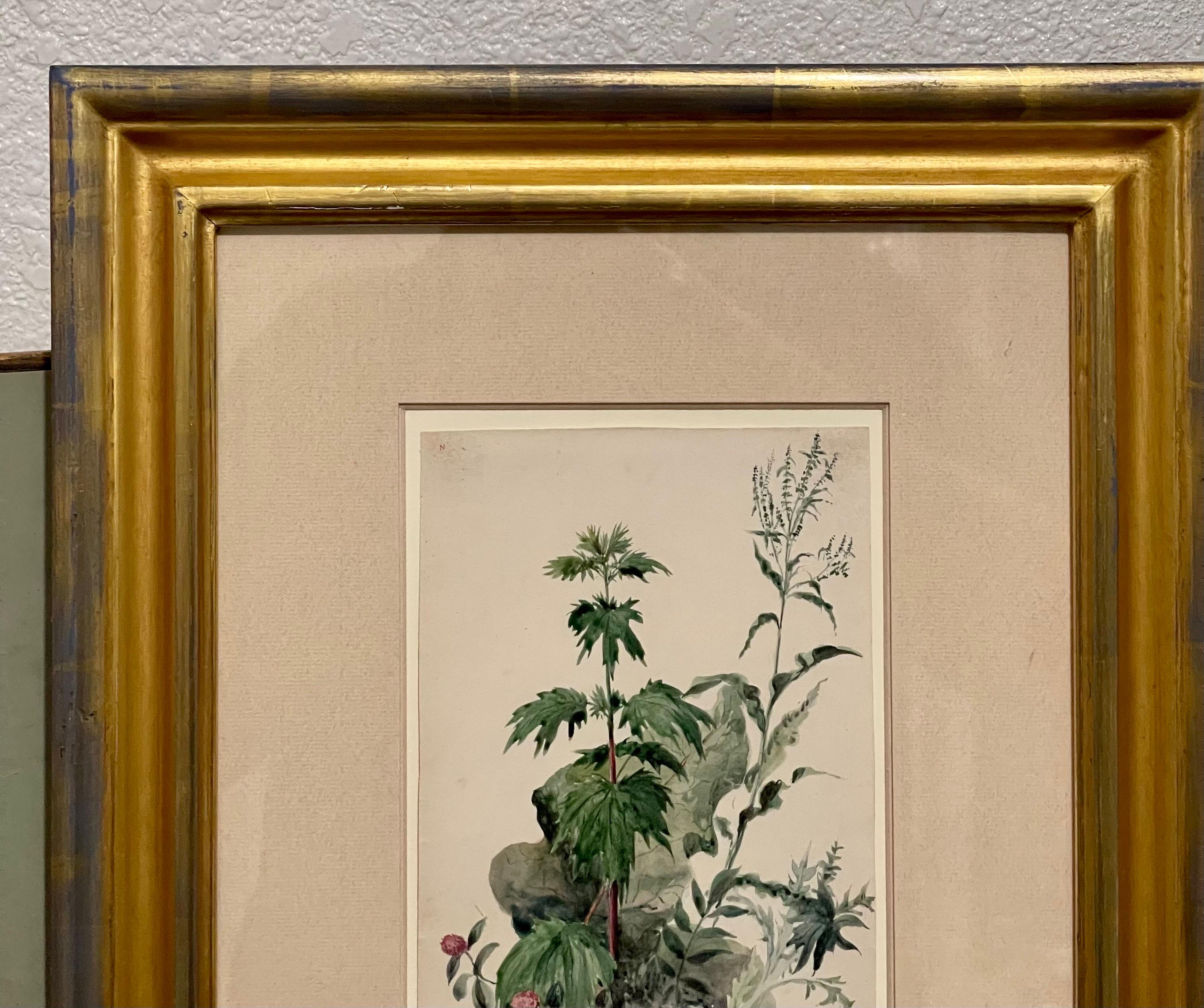 Plants, Bristol 1863 Watercolor Painting American Artist Charles DeWolf Brownell For Sale 4