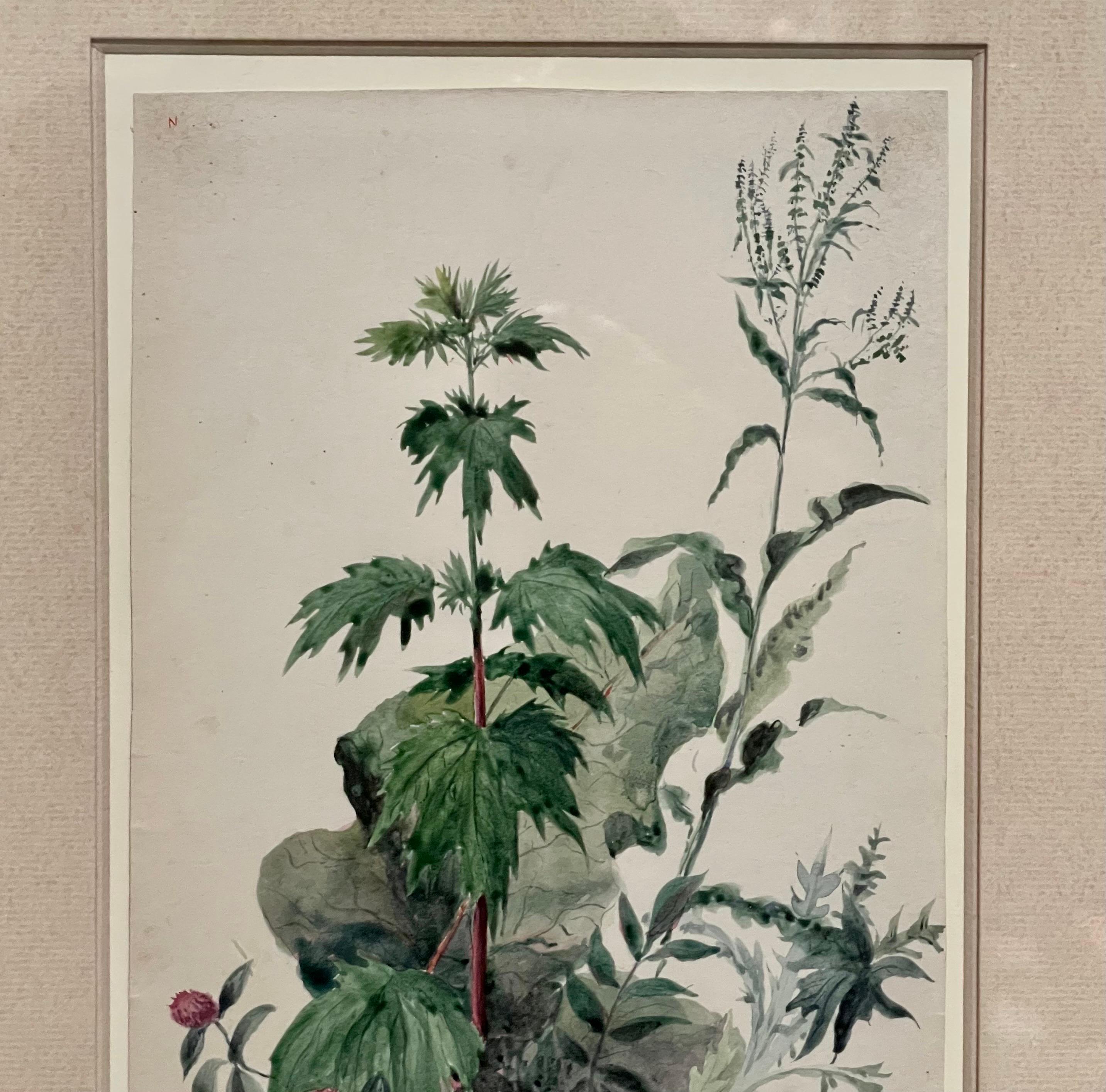 Plants, Bristol 1863 Watercolor Painting American Artist Charles DeWolf Brownell For Sale 5