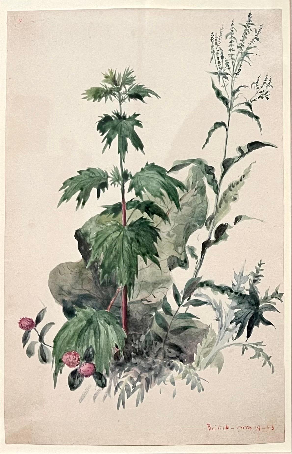 Plants, Bristol 1863 Watercolor Painting American Artist Charles DeWolf Brownell For Sale 7